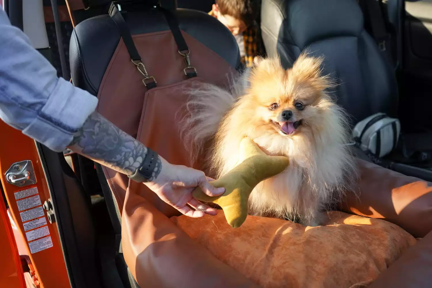 Volkswagen Jetta Dog Car Seat for Swedish Vallhunds