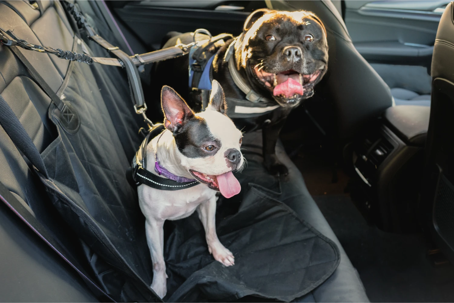 Australian Cattle Dogs Dog Car Seat Belt for Ford Explorer